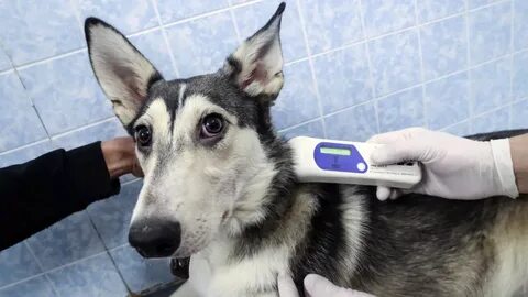 Домашних животных придется чипировать?