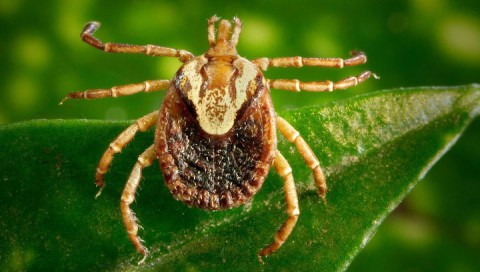 Роспотребнадзор напомнил об опасности клещей