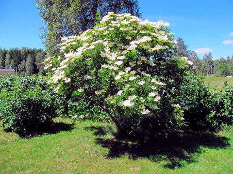 Неизвестный Екатеринбург. ​Целебный сад профессора Вигорова