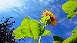 Россиян предупредили о росте цен на подсолнечное масло и семечки