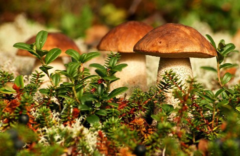 По грибы, по ягоды, забыв о самочувствии