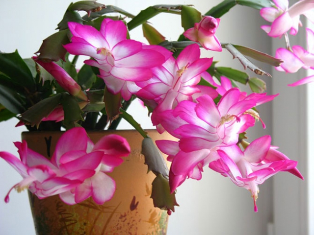 Декабрист: уход и выращивание