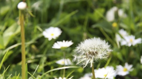 Жизнь в зеленых районах оказалась полезна для сердца