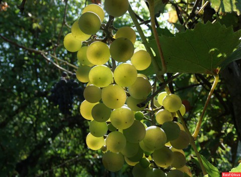 Когда виноград становится опасен для здоровья