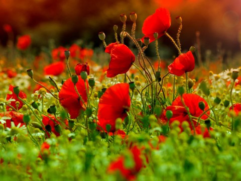 Народный календарь: ​Мокий и Марк, Стожары