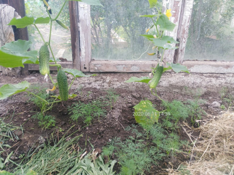 Что делать, если огурцы не растут?