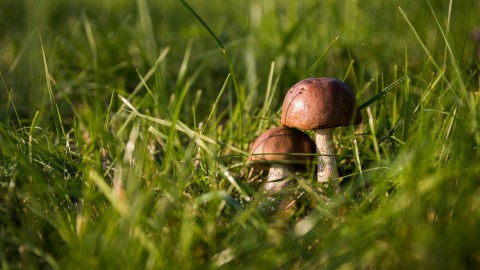 В Свердловской области потерялся дедушка-лесник