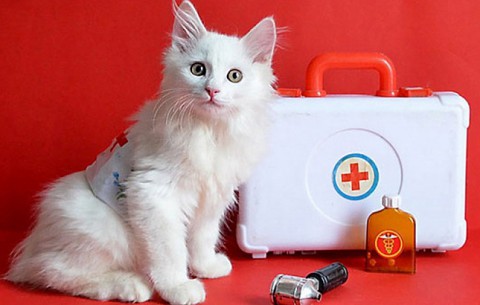 Кошачьи секреты: чем вам помогает усатый целитель