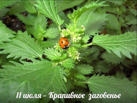 Народный календарь: ​Крапивное заговенье