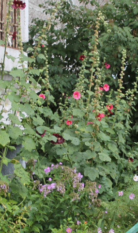 ​Губят мальву муравьи. Что делать?