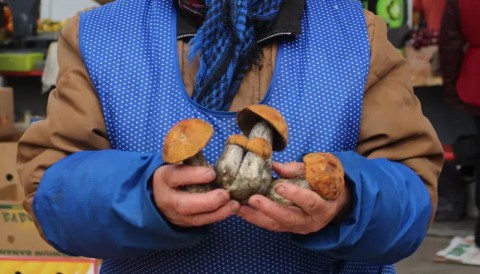 Насколько опасно покупать грибы на рынке?