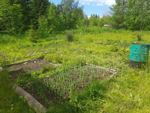 Почему лук желтеет и гниет в жару?