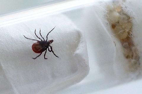 Берегитесь! В Свердловской области активизировались клещи