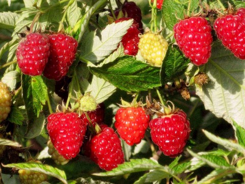 Когда вырезать малину?