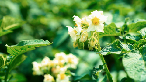 Удалять ли на картофеле цветы?