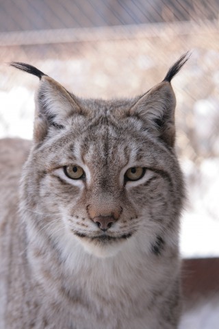 ​Дикая кошка, ушки с кисточками