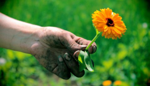 Как уйти с огорода с чистыми руками?