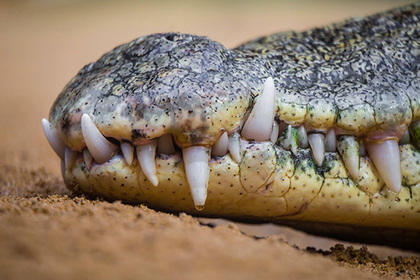 Крокодил советского космонавта напал на шведского пенсионера