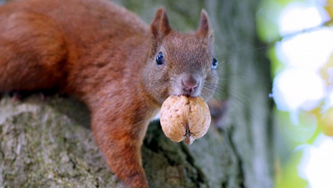 Почему не стоит кормить белок?