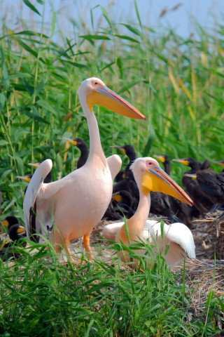 ​Мой муж – орнитолог