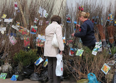 Как выбрать качественный посадочный материал