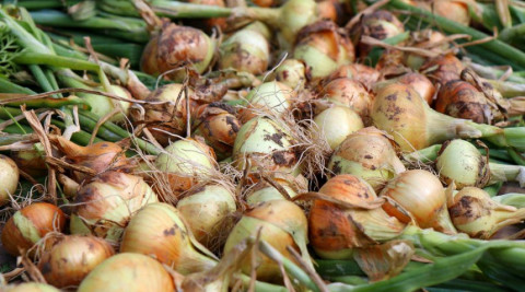 С каждым годом мельчает репчатый лук. Что делать?