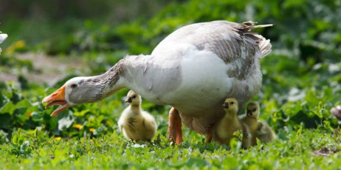 ​Народный календарь: Никитин день