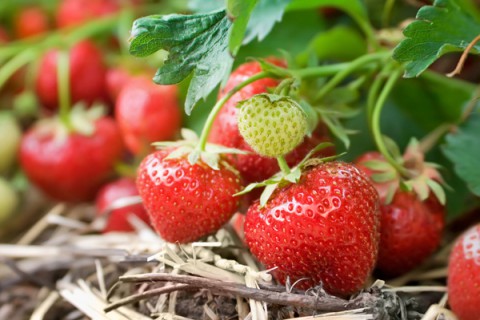 Советы бывалого садовода