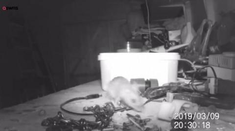 Пожилой англичанин заснял в сарае "призрака"