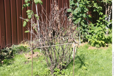 Что творится со смородиной на Урале?