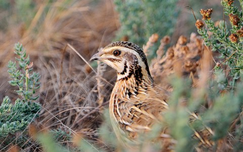 Народный календарь: ​Мефодий Перепелятник