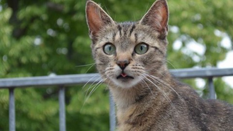 В Японии кошка спасла человека и стала начальником полиции