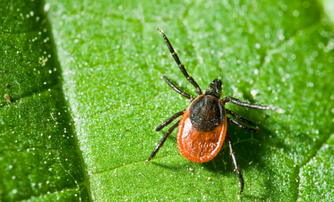 Предложен новый способ борьбы с энцефалитным клещом