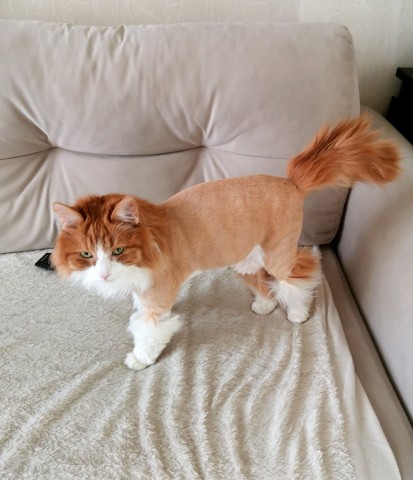 Нужна ли котику летняя стрижка? Нужна ли котику летняя стрижка?