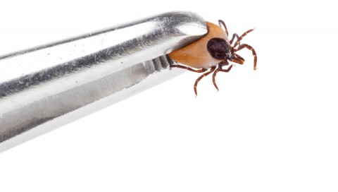 В Свердловской области зарегистрирован первый случай укуса клеща