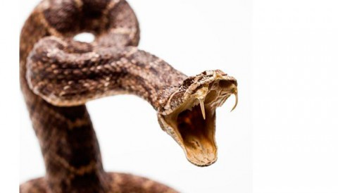Чем чреват укус гадюки?