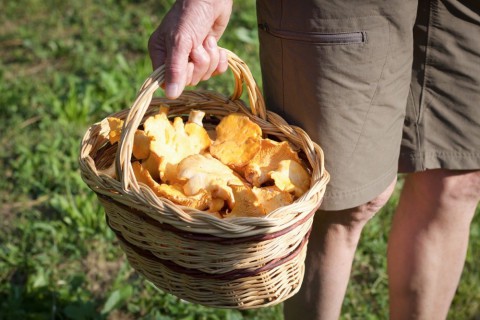 Сколько есть грибов, чтобы защититься от рака