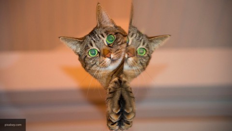 Как подружиться... с кошкой