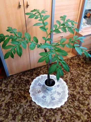 Конкурс "Комнатное чудо" завершен!