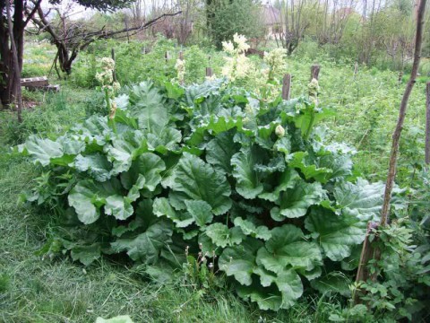 Какое лекарство от диабета растет у вас в саду?