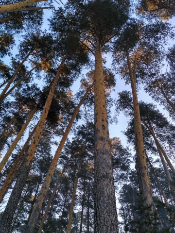Как разводят сосны со знаком плюс