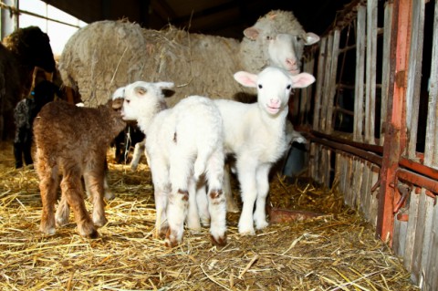Как подготовить к зимовке коз и овец