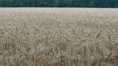 Народный календарь: ​Андрей Налива