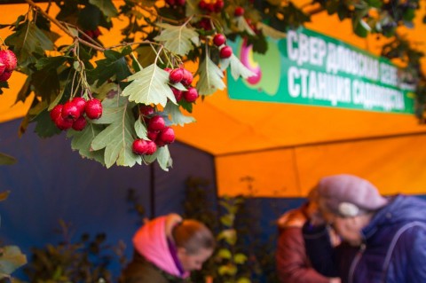 Что купить на главной площади Екатеринбурга в выходные?