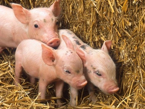 В Курганской области пострадавшим от пандемии помогут необычно