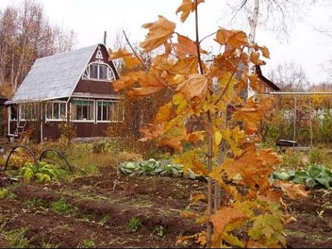 Осенние посадки в саду