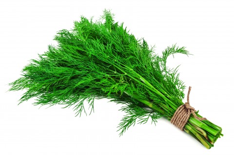 ​Здоровье на грядке.  Поговорим о полезной горечи...