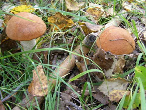 Куда екатеринбуржцам ехать за грибами в эти выходные