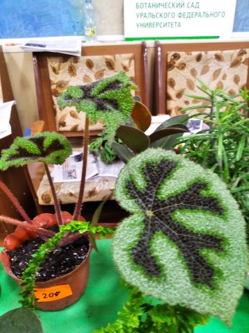 Садоводы начали подготовку к весне большой конференцией Садоводы начали подготовку к весне большой конференцией