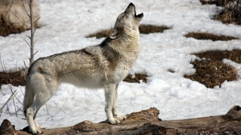 ​Народный календарь: Артемьев день